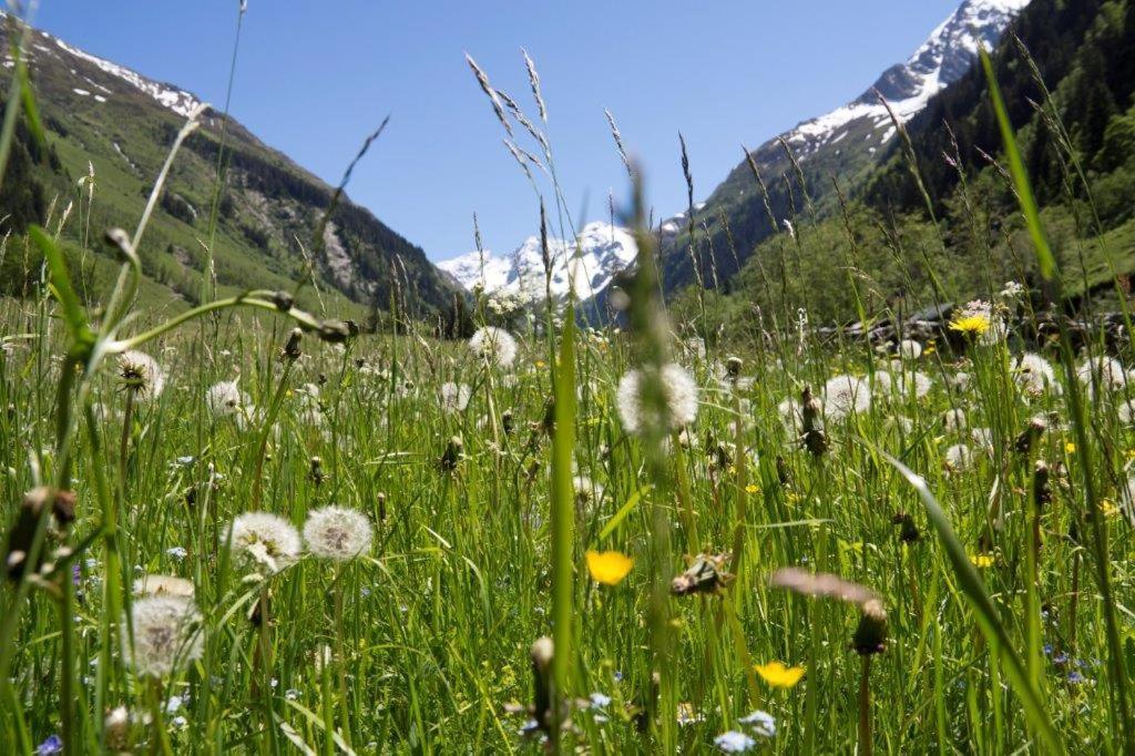 Neuhaushof Apartment Hollersbach im Pinzgau Ngoại thất bức ảnh
