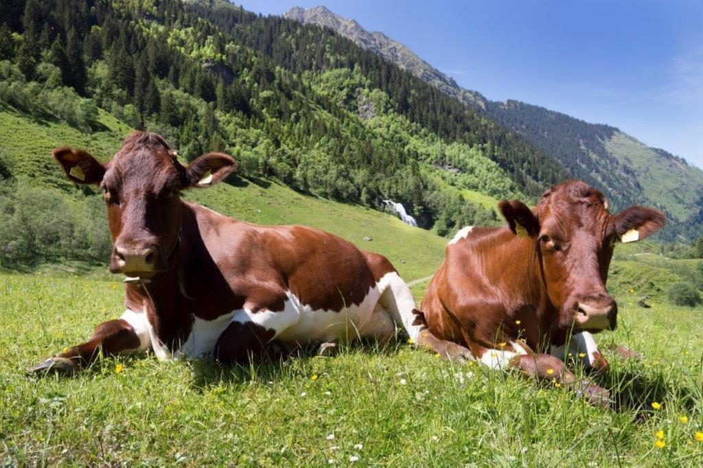 Neuhaushof Apartment Hollersbach im Pinzgau Ngoại thất bức ảnh